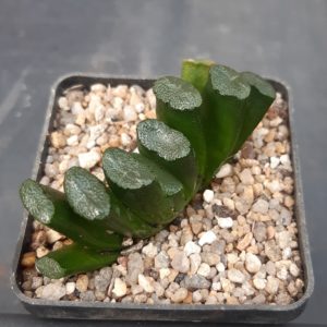 Haworthia truncata