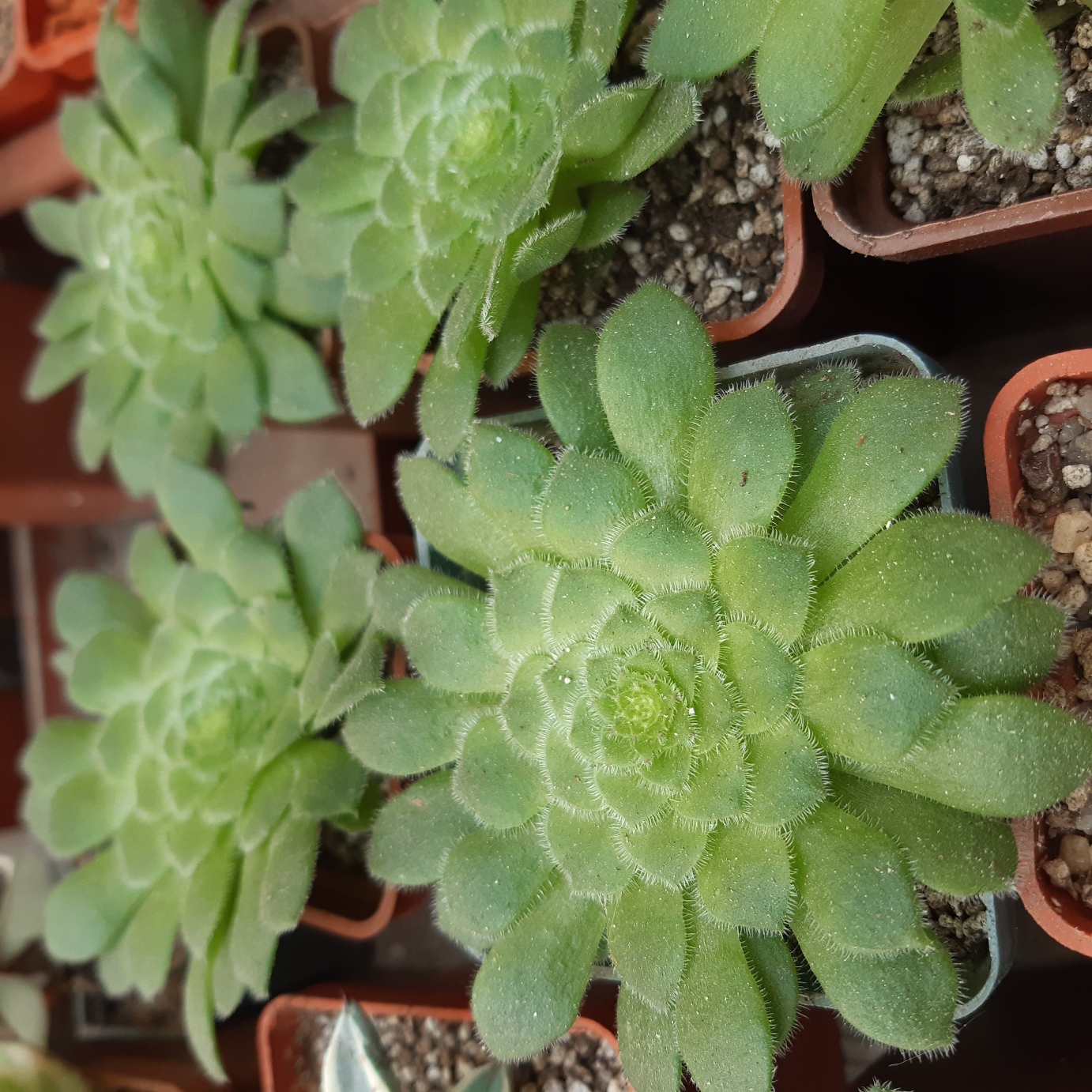 Aeonium tabuliforme hybr.