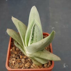 Gastrolea 'Green Ice'