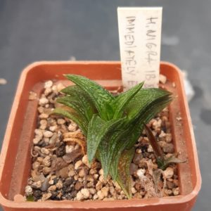 Haworthia nigra East of Adelaide