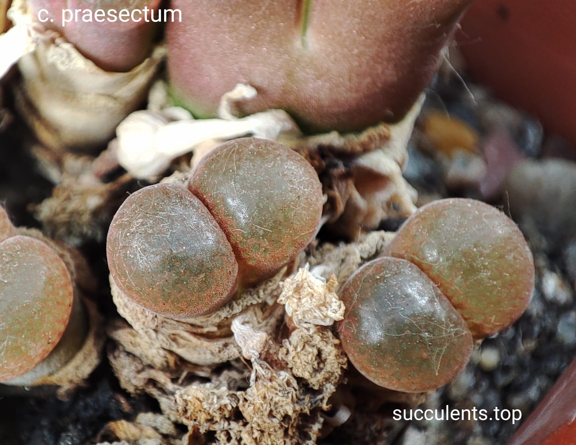 насіння conophytum praesectum seeds