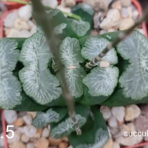 насіння S472.5 haworthia truncata selection seeds