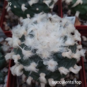 насіння lophophora L9 seeds