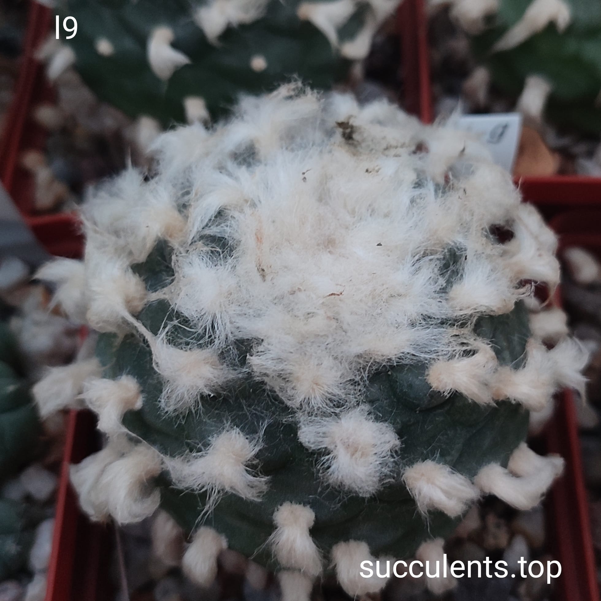 насіння lophophora L9 seeds