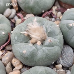 насіння lophophora pn450 seeds