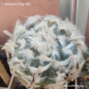 насіння lophophora willamsii big seeds