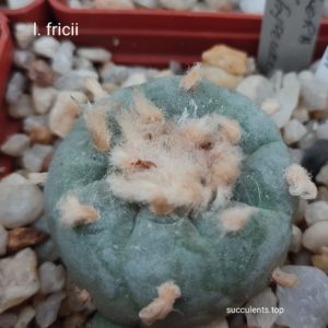 насіння lophophors fricii seeds