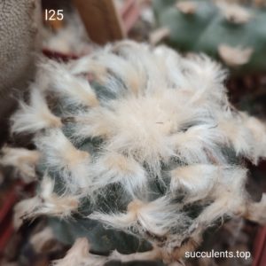 насіння lophophora L25 seeds