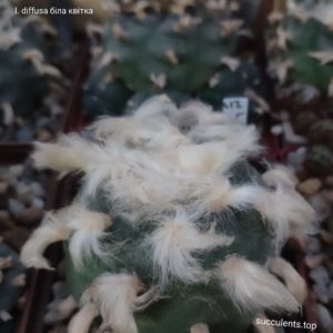 насіння lophophora diffusa white flower seeds