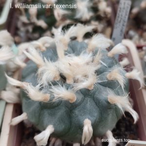 насіння lophophora williamsii texensis seeds