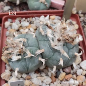 насіння lophophora L24 seeds