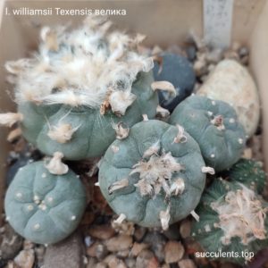 насіння lophophora williamsii texensis big seeds