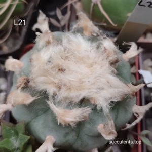 насіння lophophora L21 seeds