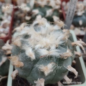 насіння lophophora williamsii seeds