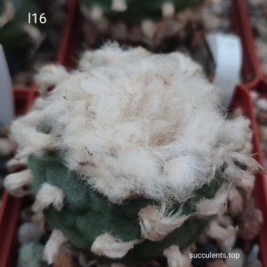 насіння lophophora L16 seeds