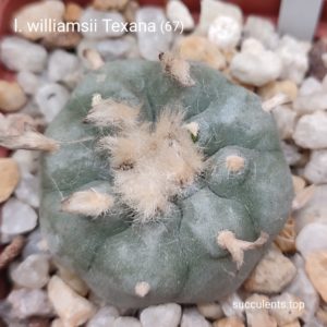 насіння lophophora williamsii texana (67) seeds