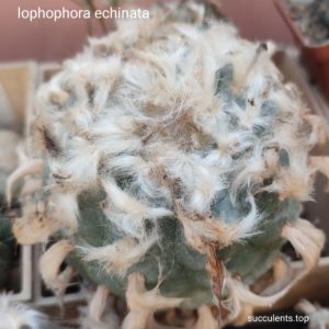 насіння lophophora echinata seeds