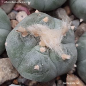 насіння lophophora williamsii (холмиста) seeds