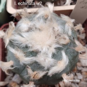 насіння lophophors echinata w2 seeds