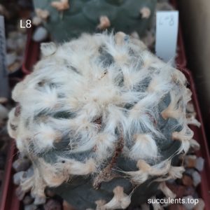 seeds lophophora L8 seeds