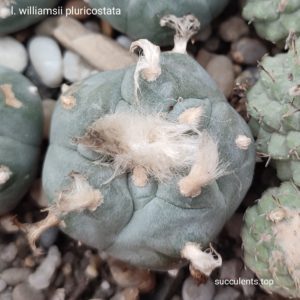 насіння lophophora williamsii pluricostata seeds