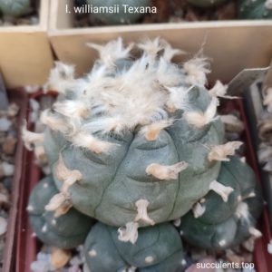 насіння lophophora williansii texana seeds