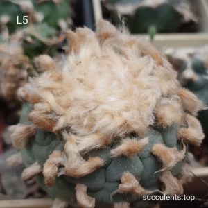 насіння Lophophora L5 seeds