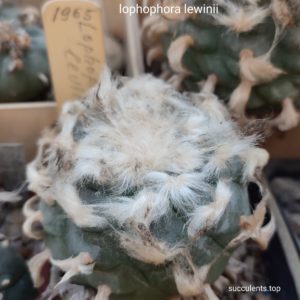 насіння lophophora lewinii seeds