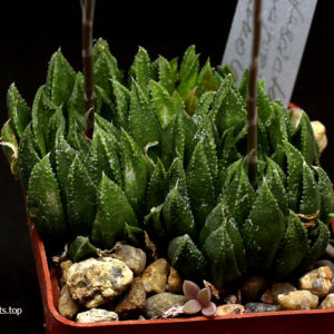 насіння S103 truncata x fasciata x haw seeds