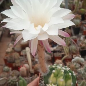 Echinopsis subdenudata f. variegata -seeds-насіння- 15шт-