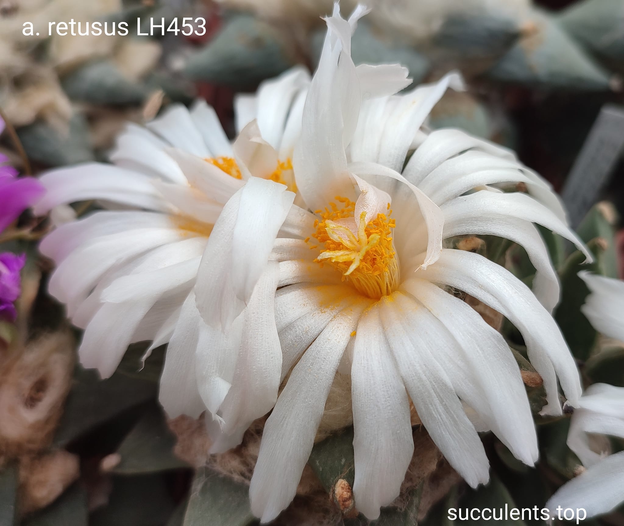 насіння ariocarpus retusus LH453  seeds