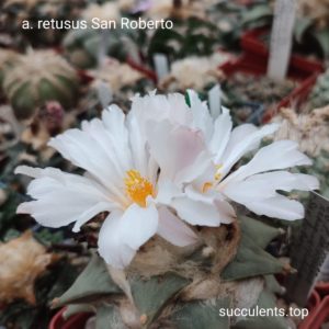 насіння Ariocarpus retusus San Roberto 38.1 seeds (