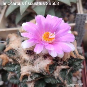 насіння ariocarpus fissuratus SB503 seeds\