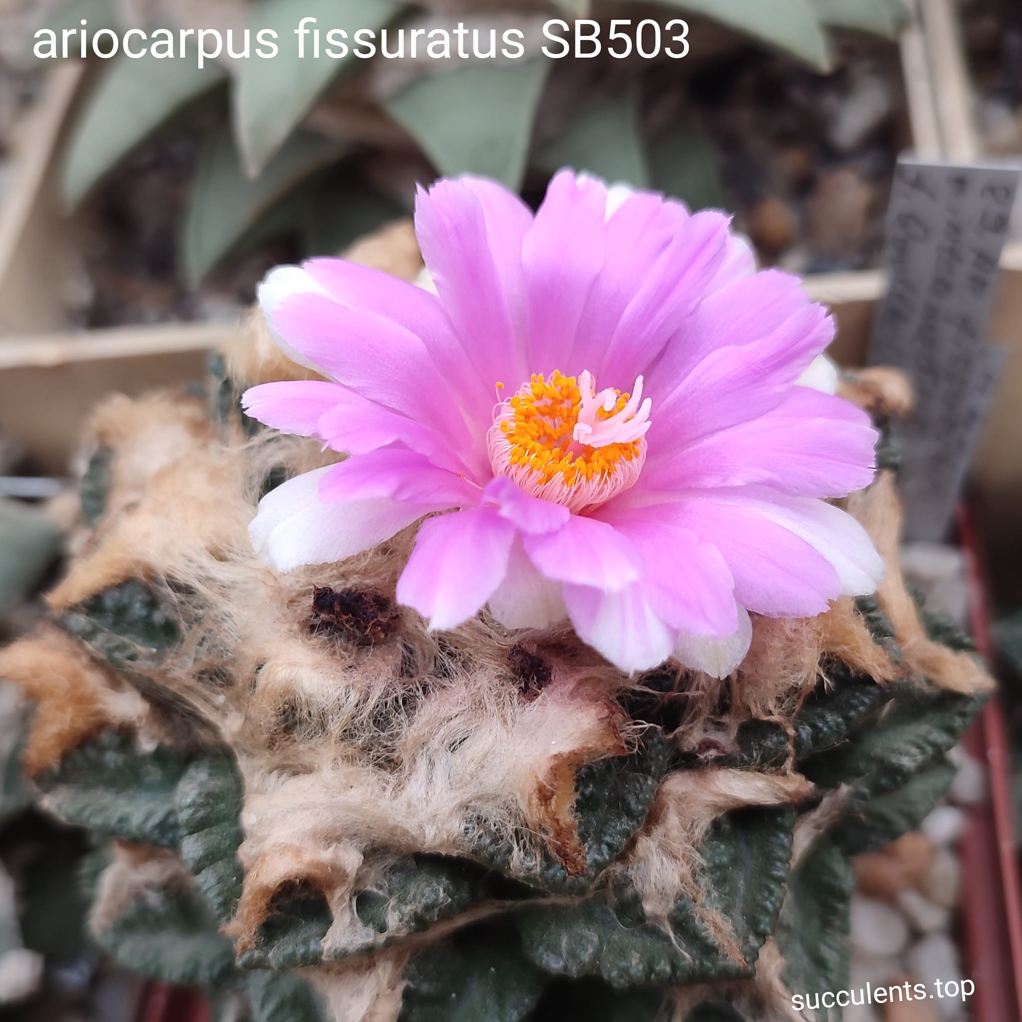 насіння ariocarpus fissuratus SB503 seeds\