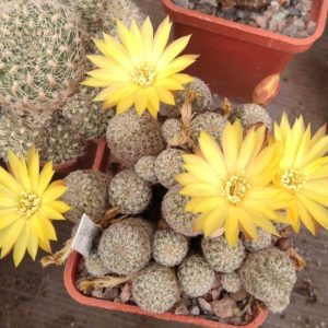 Sulcorebutia langeri -Valle Grande- пагони з зачатками коріння -