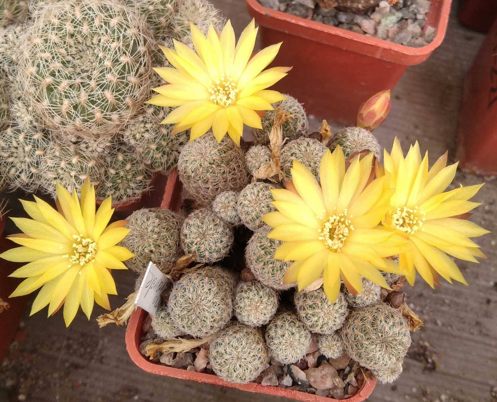 Sulcorebutia langeri -Valle Grande- пагони з зачатками коріння -