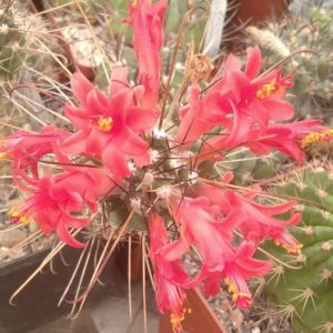 Cochemiea poselgeri LH179 -seeds-насіння- 10шт-