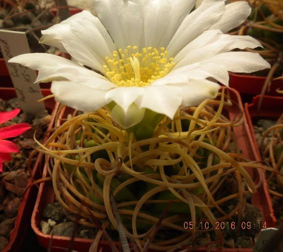 Gymnocalycium monvillei v. steineri LF95 -seeds-насіння- 10шт-