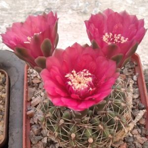 Gymnocalycium baldianum -сultivare- seeds-насіння- 10шт -