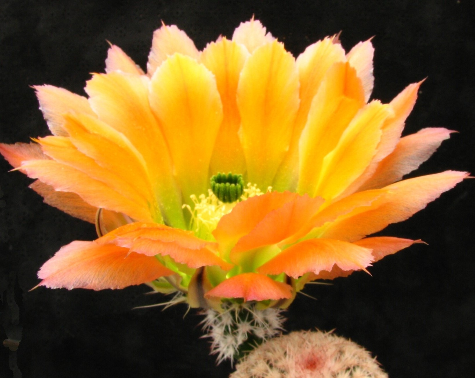 Echinocereus pectinatus - v.venigeri "ctenoides" SB 1536 -seeds-насіння-10шт-квітка має 3 кольори!-