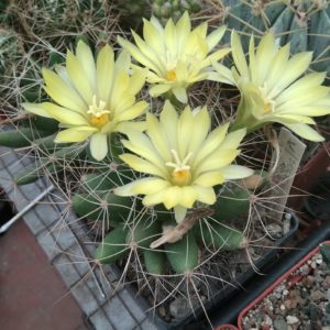 Dolichothele longimamma REPP2144 -seeds-насіння- 10шт-
