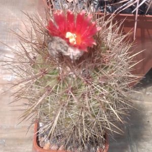 Parodia tilcarensis MLV45 -MG-seeds-насіння- 10шт-