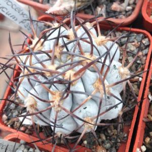 Acanthocalycium glaucum P394 -super silver-seeds-насіння-10шт-
