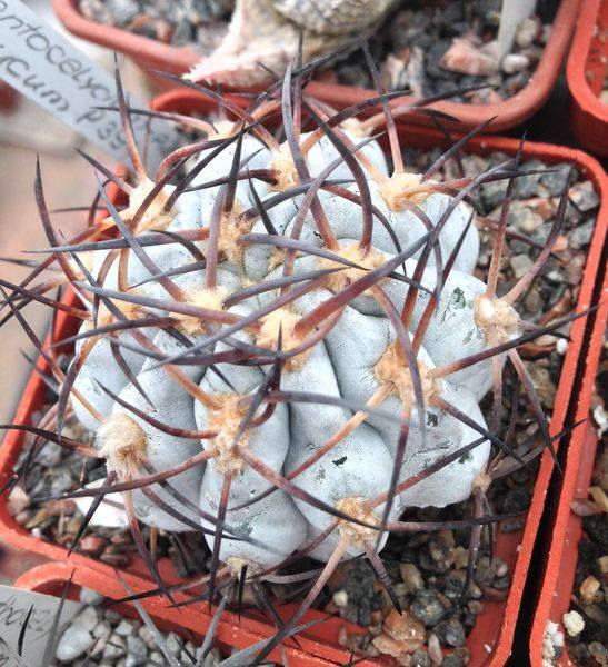 Acanthocalycium glaucum P394 -super silver-seeds-насіння-10шт-