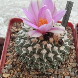 Ariocarpus kotschoubeyanus -Koehres- seeds-насіння- 10шт-