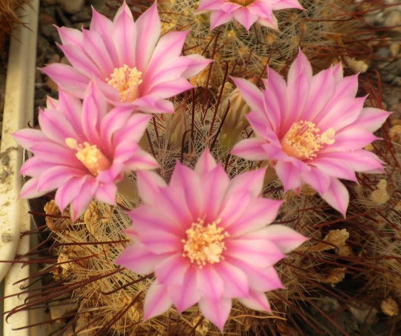 Krainzia longiflora v. stampferi -seeds-насіння- 10шт-
