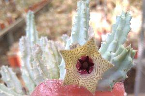 Huernia spec.PAV1604 -пагони-