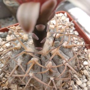 Gymnocalycium riojense v. paucispinum -USA-seeds-насіння-