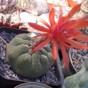Matucana madisoniorum -seeds-насіння- 10шт-