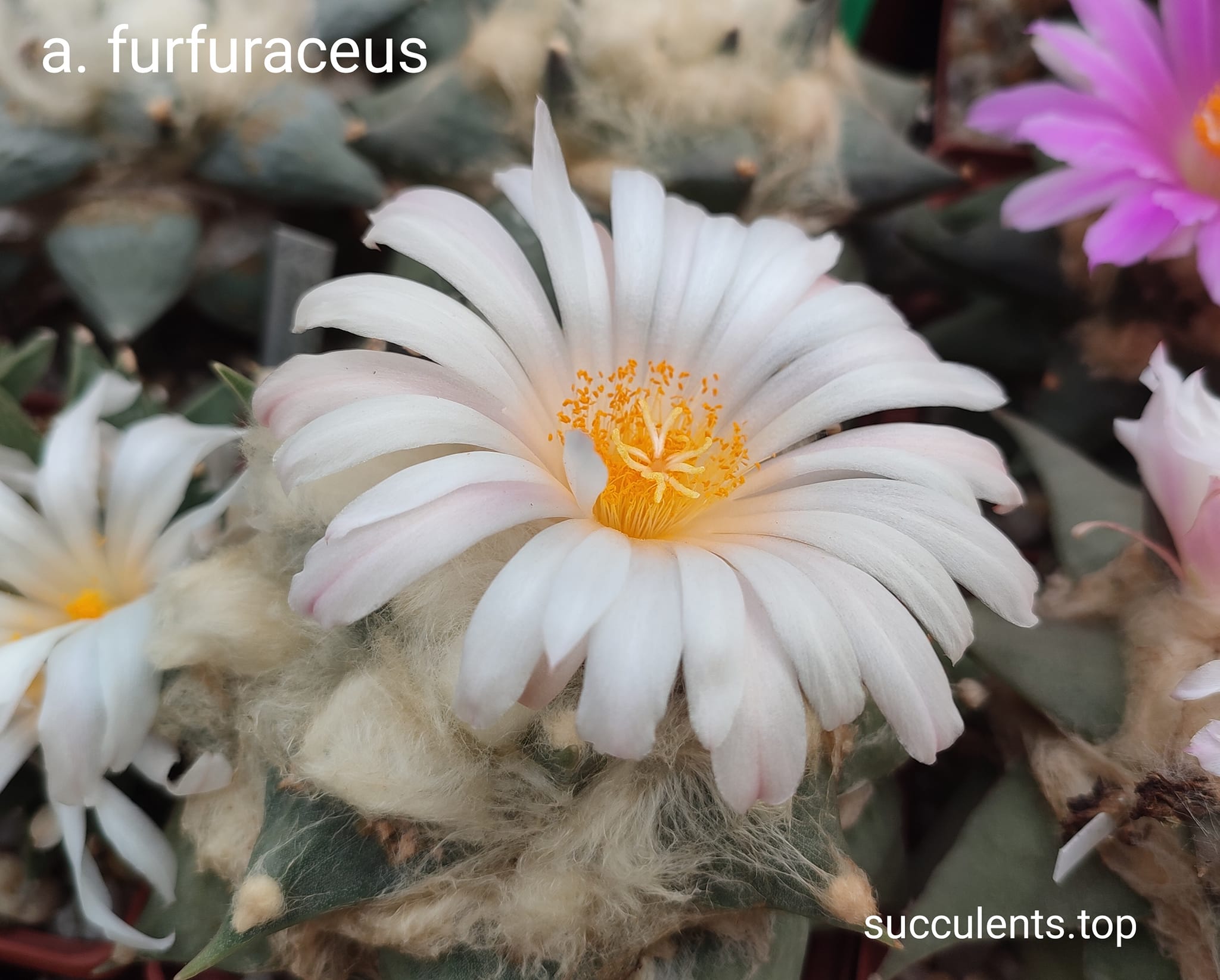 насіння ariocarpus furfuraceus seeds
